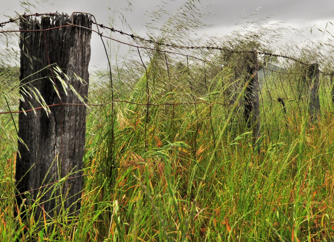overgrown fence